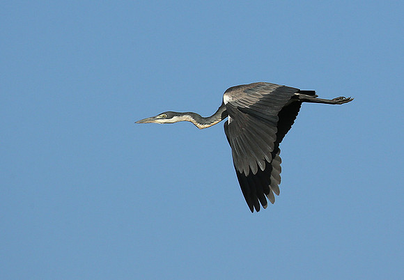Grey heron - Masaï Mara