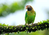 Brown-hooded parrot