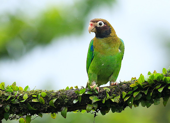 Brown-hooded parrot
