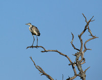 Grey heron - Masaï Mara