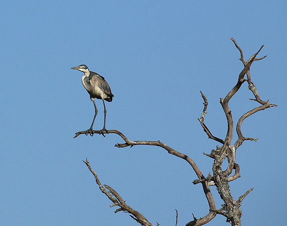 Grey heron - Masaï Mara