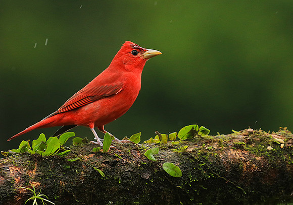 Summer tanager