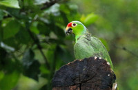 Red-fronted parrotlet (Toui du Costa Rica)