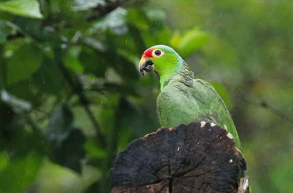 Red-fronted parrotlet (Toui du Costa Rica)