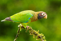 Brown-hooded parrot