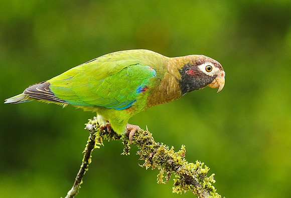 Brown-hooded parrot