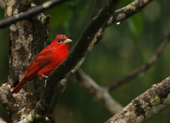 Summer tanager