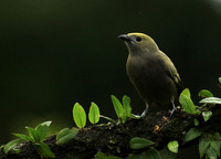 Palm tanager (tangara des palmiers)