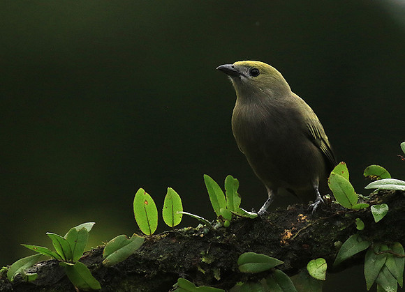 Palm tanager (tangara des palmiers)