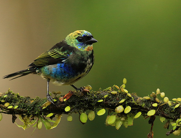 Juvenile golden-hooded tanager