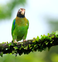 Brown-hooded parrot
