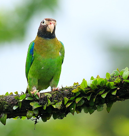 Brown-hooded parrot