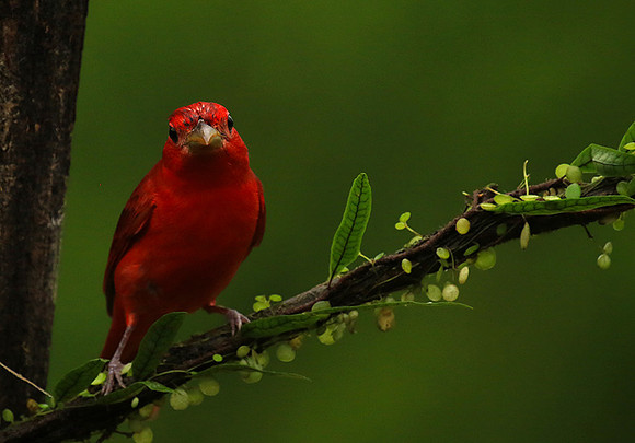 Summer tanager