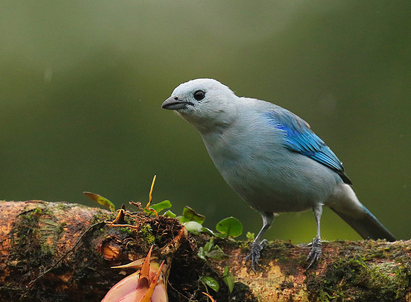 Blue-grey tanager