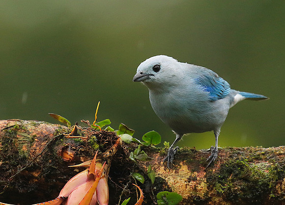 Blue-grey tanager