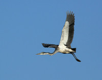 Grey heron - Masaï Mara