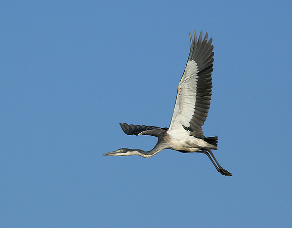 Grey heron - Masaï Mara