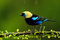 Golden hooded tanager
