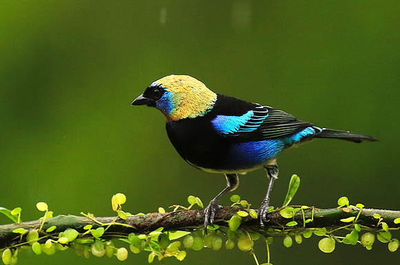 Golden hooded tanager