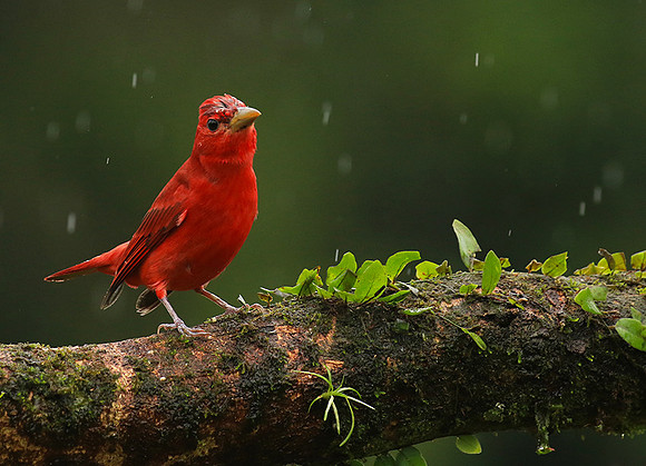 Summer tanager