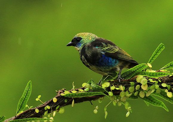 Juvenile golden-hooded tanager