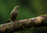 Palm tanager (tangara des palmiers)