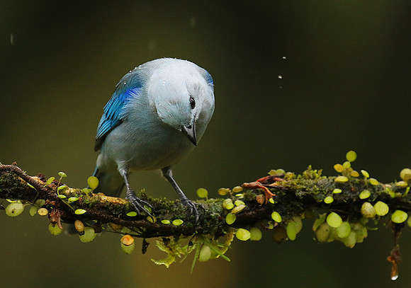 Blue-grey tanager