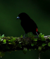 Passarini's tanager (tangara à croupion rouge)