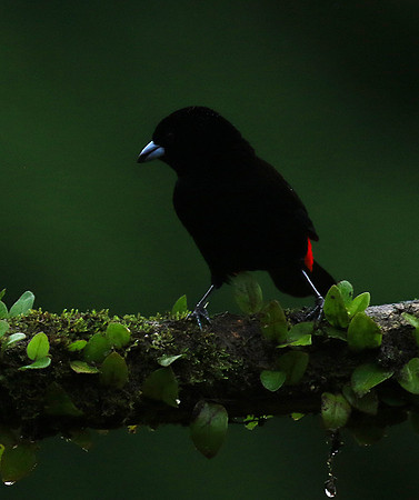 Passarini's tanager (tangara à croupion rouge)