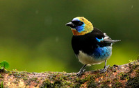 Golden hooded tanager