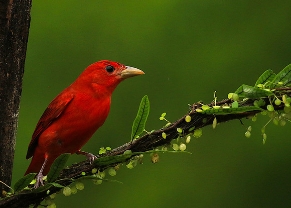 Summer tanager