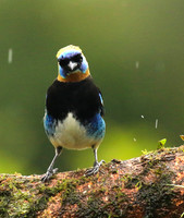 Golden hooded tanager
