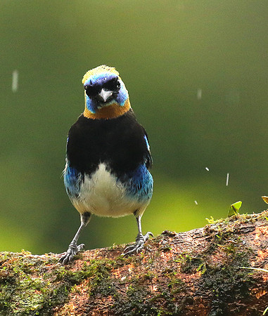 Golden hooded tanager