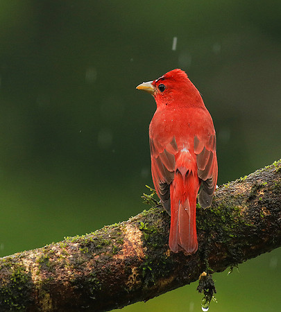 Summer tanager