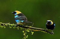 Golden hooded tanager