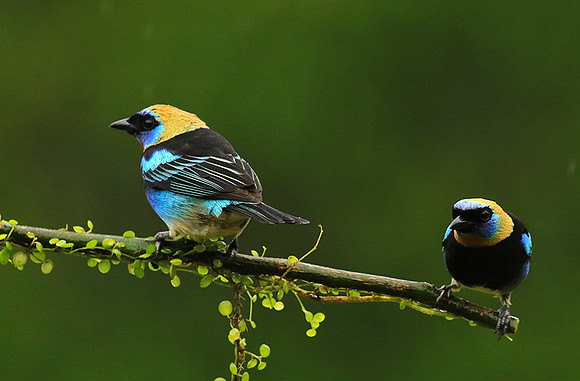 Golden hooded tanager