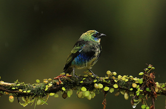 Juvenile golden-hooded tanager