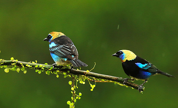 Golden hooded tanager