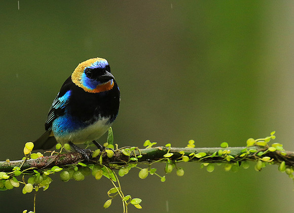 Golden hooded tanager