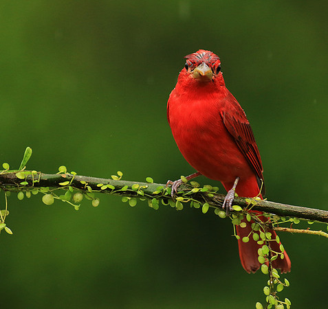 Summer tanager