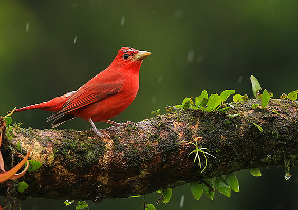 Summer tanager