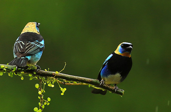 Golden hooded tanager
