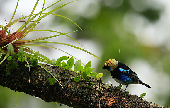 Golden hooded tanager