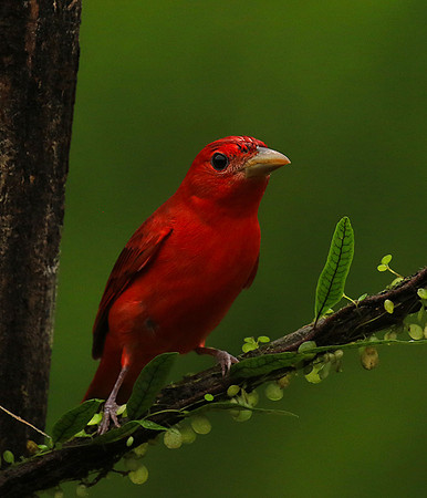 Summer tanager