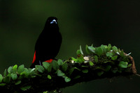Passerini's tanager (tangara à croupion rouge)