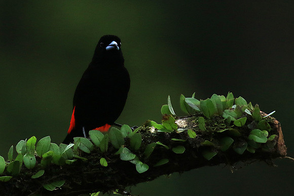 Passerini's tanager (tangara à croupion rouge)