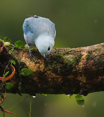 Blue-grey tanager