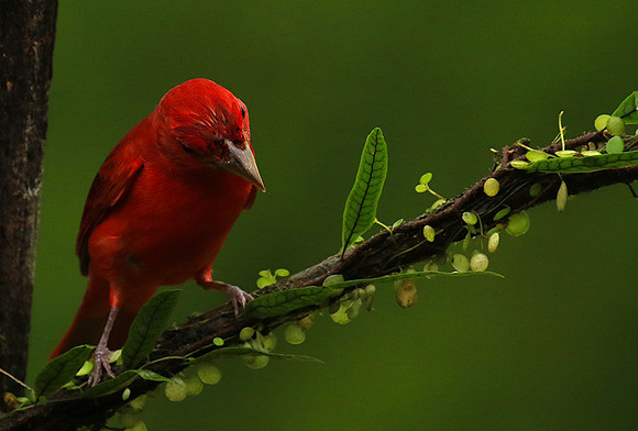 Summer tanager