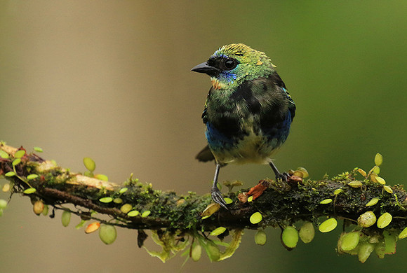 Juvenile golden-hooded tanager