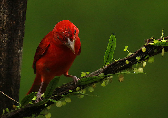 Summer tanager
